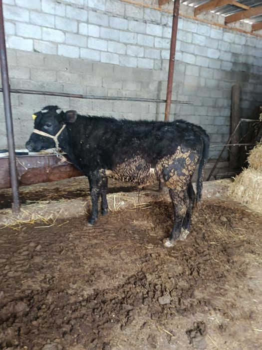 Буқа сатылады аа