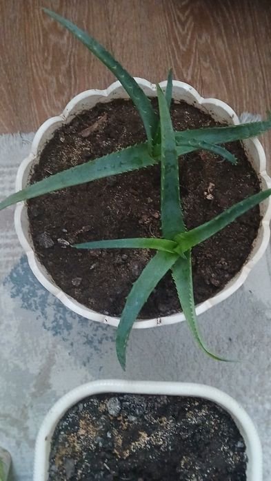 Цветы в горшках почти даром.