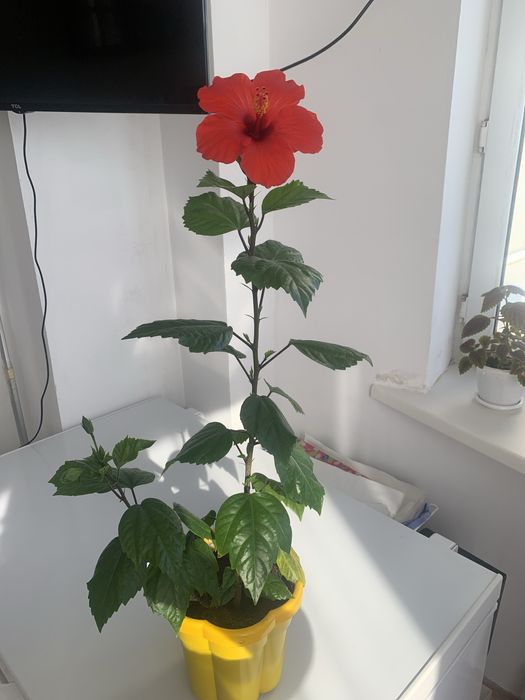 Комнатная растение