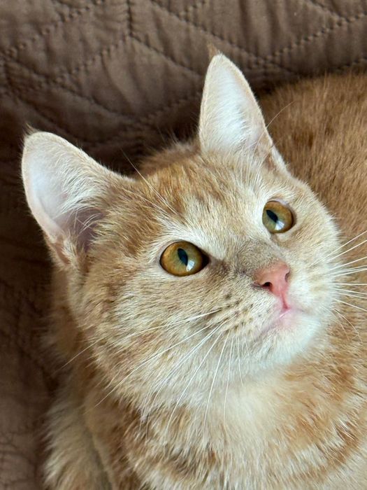 Отдаем котенка -подростка в добрые руки !