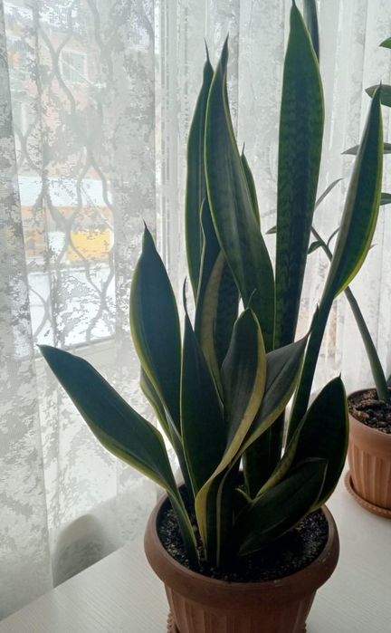 Продам цветы тёщины языка