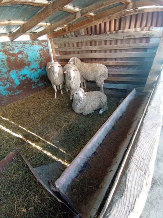 Продаётся бараны