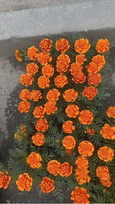 Продам петунию ……….