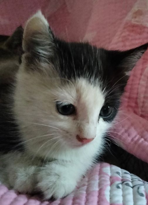 Котенка, девочку, 1.5 мес отдам