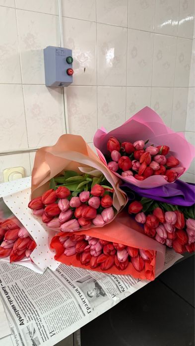 Голландские тюльпаны Оптом