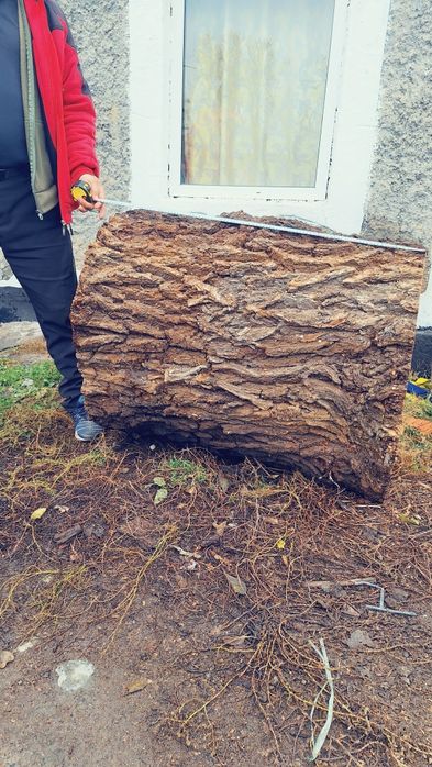 Карагач для рубки мяса