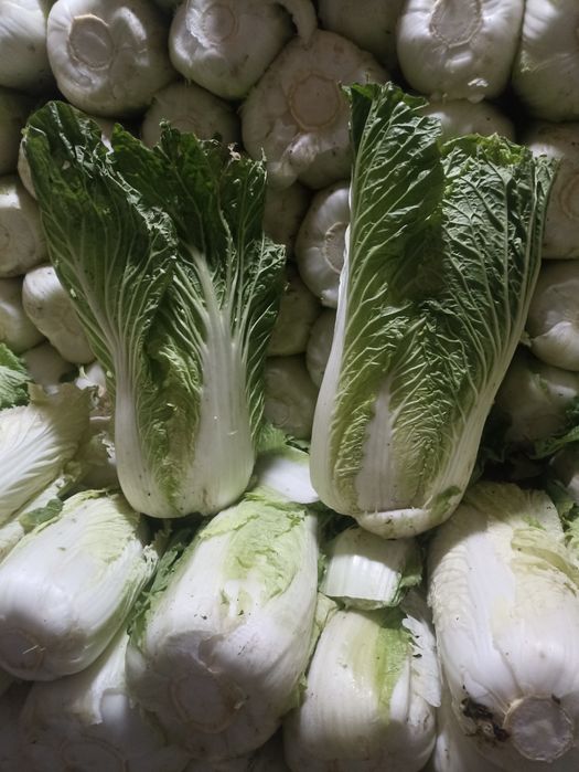 Пекинская капуста