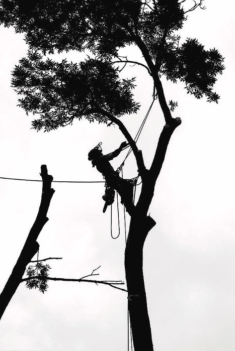 Toaletari / doborari copaci periculosi