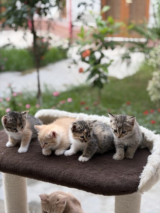 Котенок.