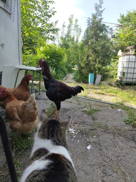 Куры ломан браун
