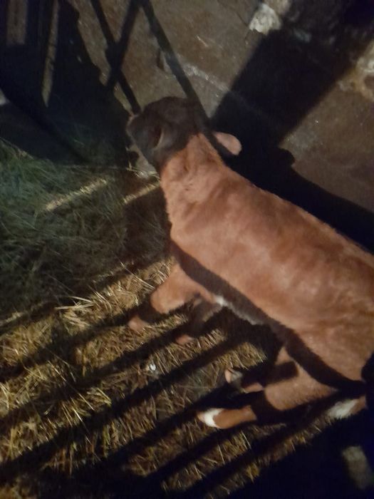 Продам тёлочку, пол месяца