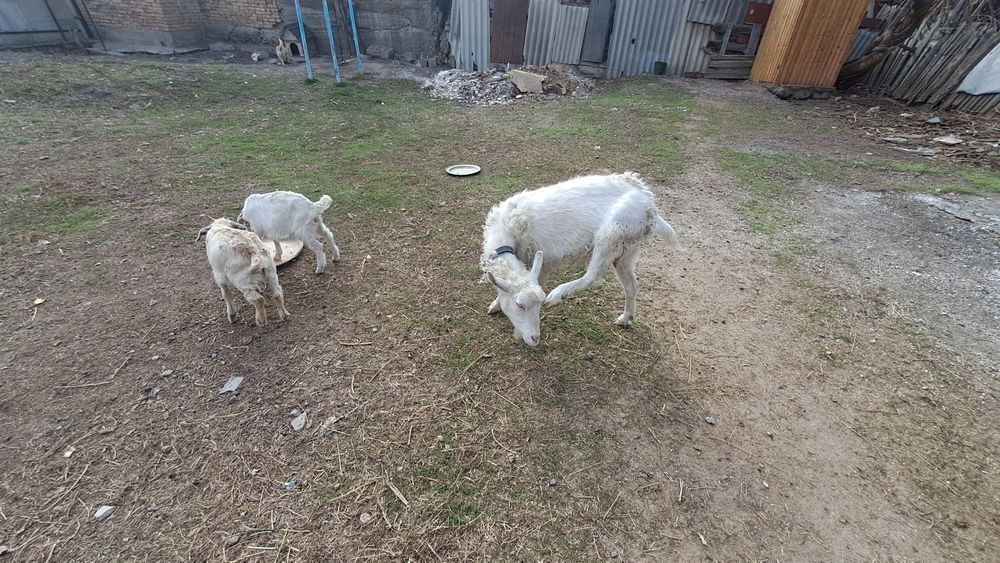 Занен Ешки лактар