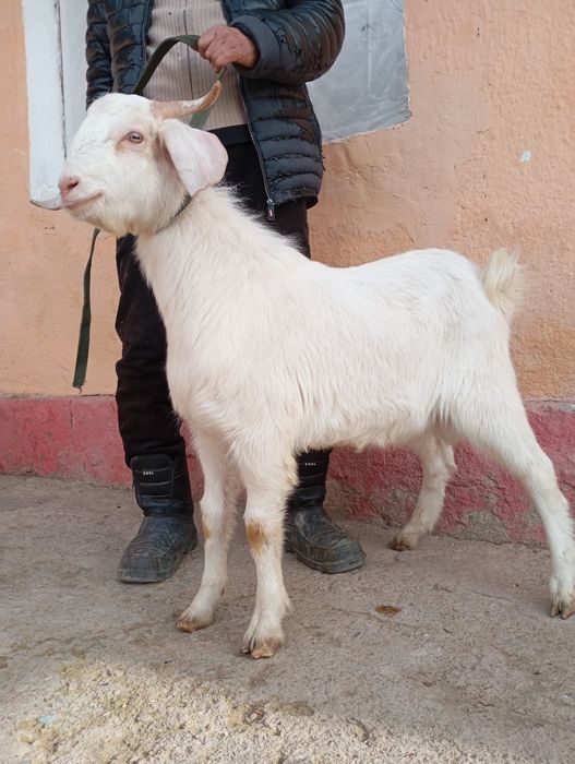 Така битал 1 ешар семиз