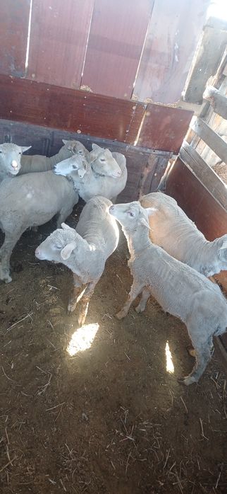 Тоқтылар сатылады