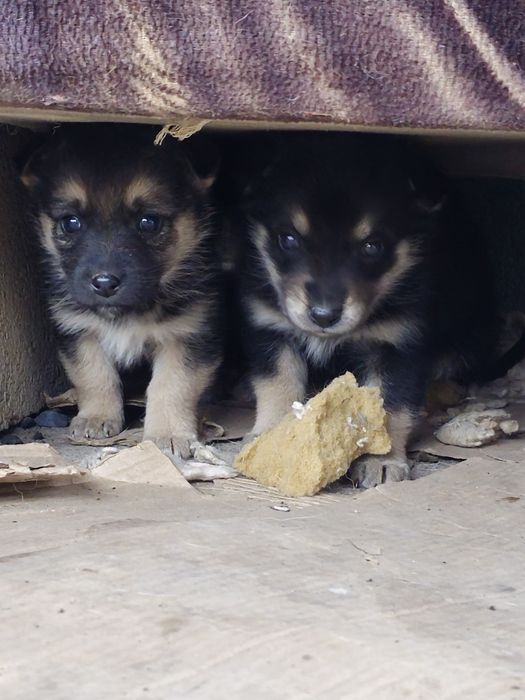 Отдаём щенят в добрые руки