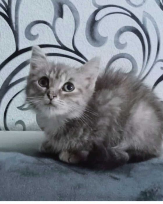 Отдам в добрые руки котят