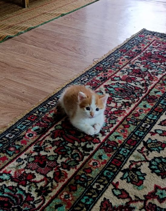 Отдам котенка в добрые руки