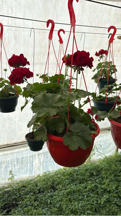 Sera de flori palanca va ofera flori la ghiveci pret de producator.