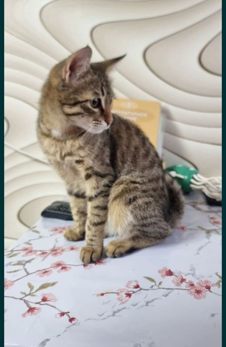 Отдам кота в добрые руки