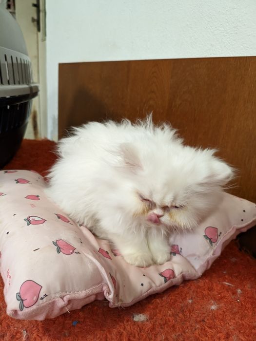 Продавам чистокръвно персийско мъжко коте (последното)