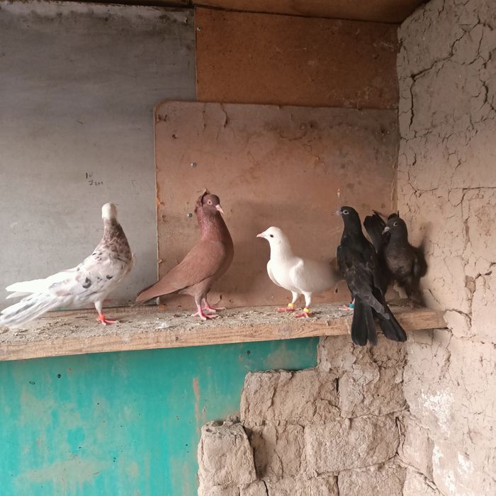 Широкохвостые  иранцы