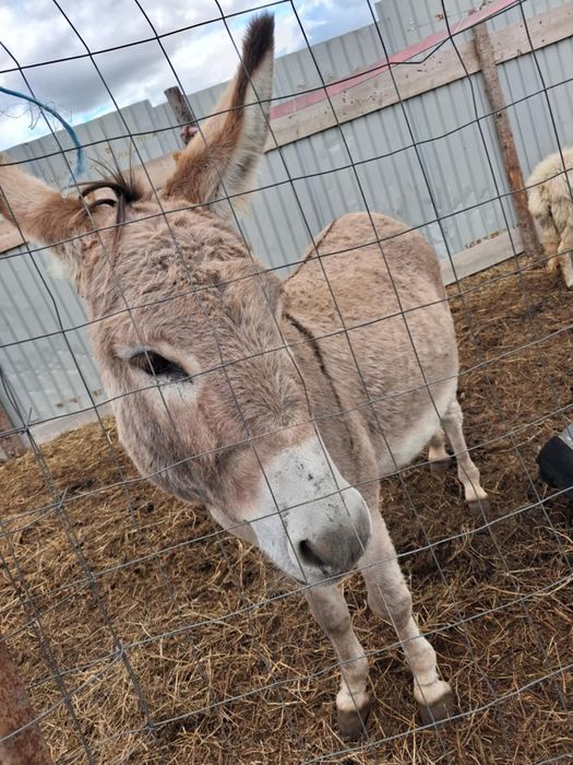 Vând măgar mai multe detalii la telefon