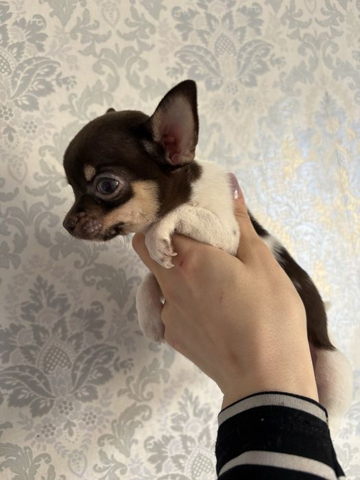 Продаются щенки чихуахуа