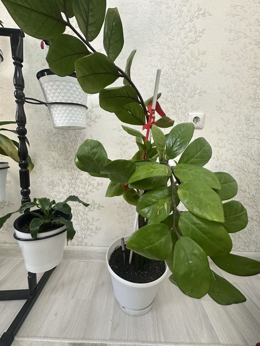 Комнатные цветы по 2000 т