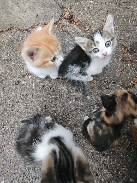 Подарявам котенца