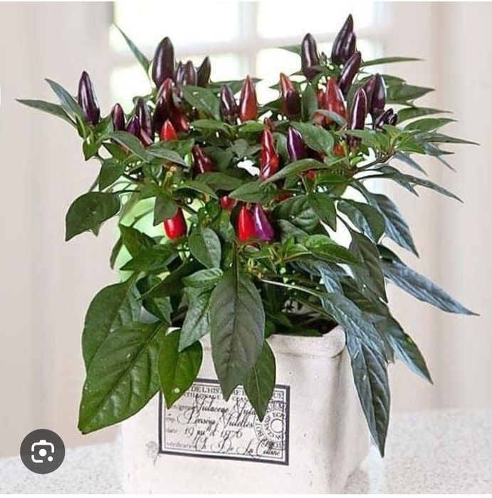 Кайенский перец самый острый