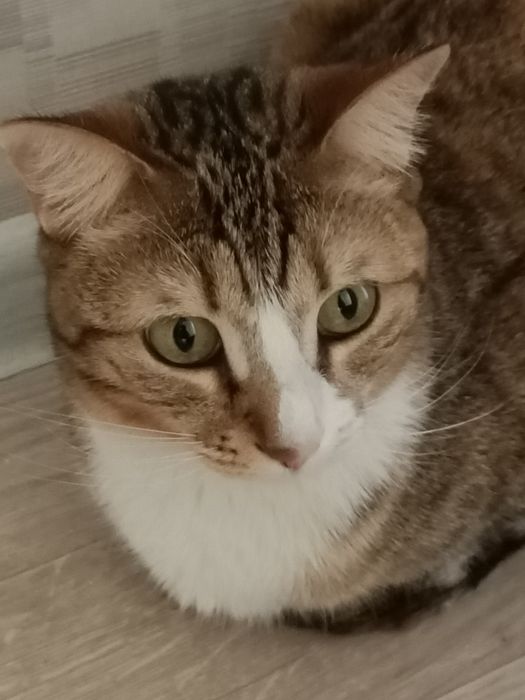 Отдам кошку смешанный мейнкун