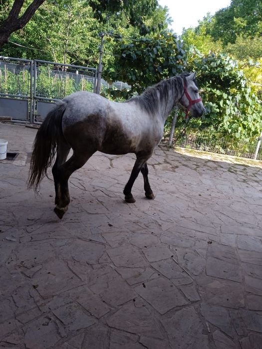 Cal De Vânzare Ingrijit  Cu coama in două părți