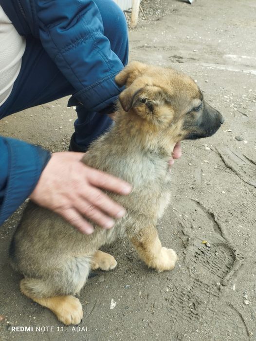 Продам срочнооо немецкий овчарка