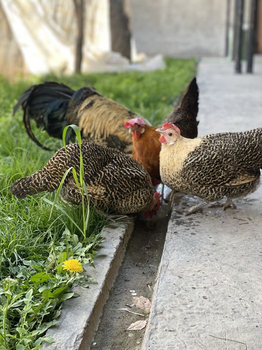 Brikkel limon jojalari ba tuhumlari sotiladi