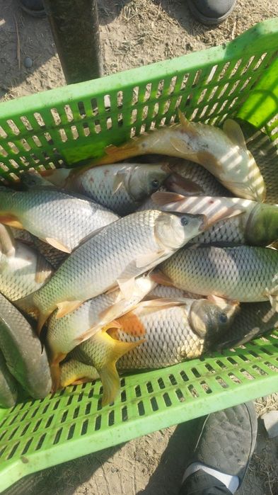 Балик чавоклари САЗАН Амур чавоклар бор келшилган нархда доставка бор