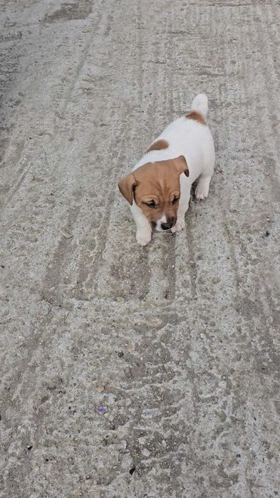 Jack Russell Terrier x 4 pui masculi