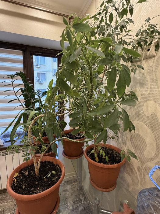 Продам комнатные растения.