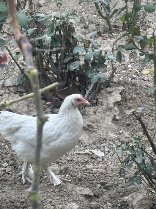 Продам курицу и петуха