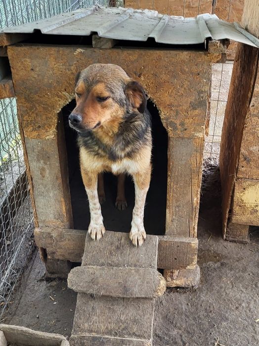 Caini - în căutare de case