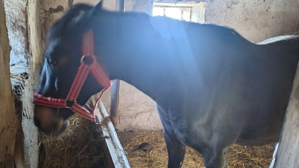 Vând iapa gestantă