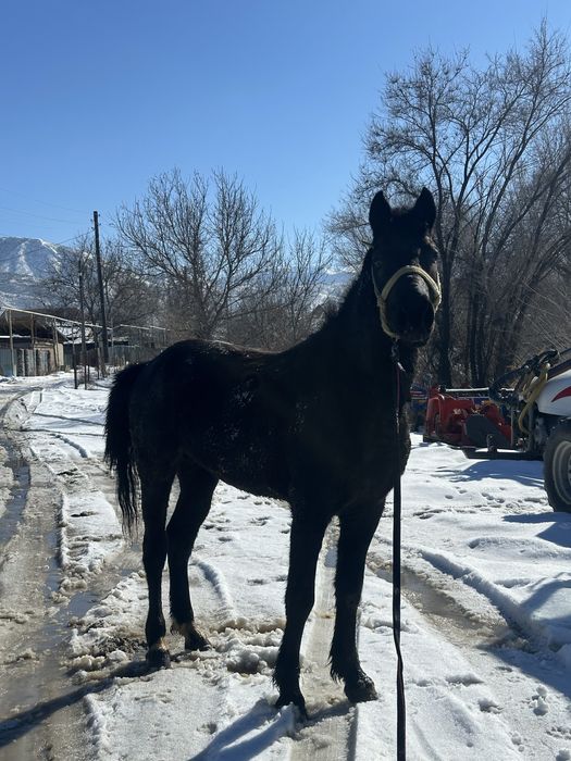 Продам бодрую лошадь! ( Ат сатылады)