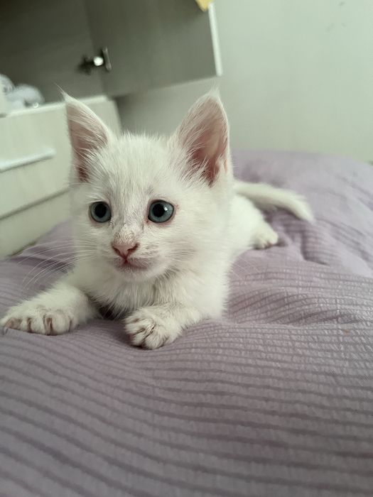 Котёнок, кошка Тараз