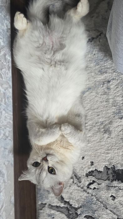 Кот, серебренная шиншилла.