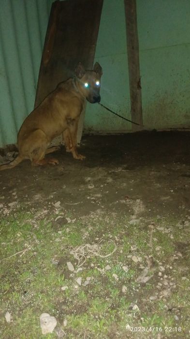 Американски пит бул шенок