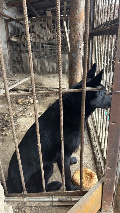 черная овчарка самец