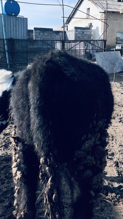 Қашар семіз жемде тұрған