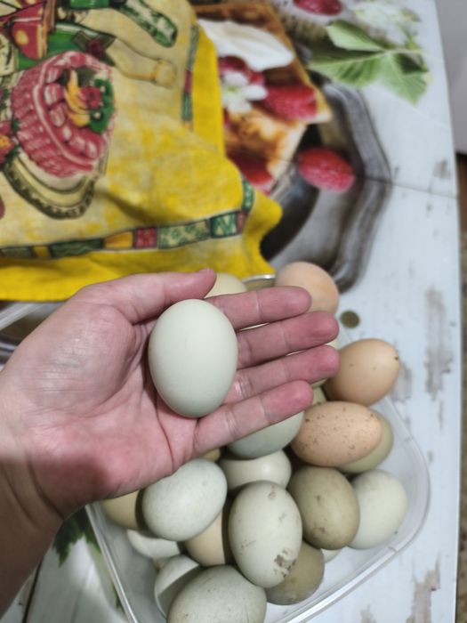 Яйца с доставкой