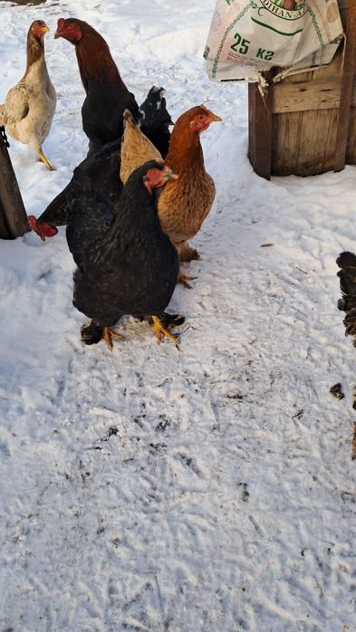 Продам курей и петухов