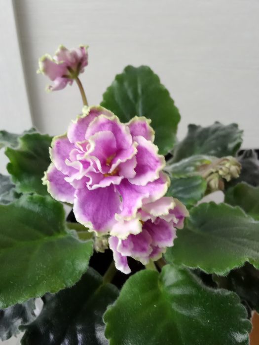 Сортовые фиалки.