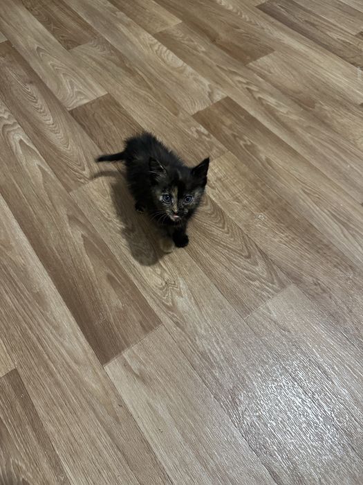 Отдам малышку девочку котенка в добрые руки